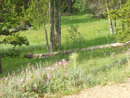 GDMBR: Wild Geraniums.